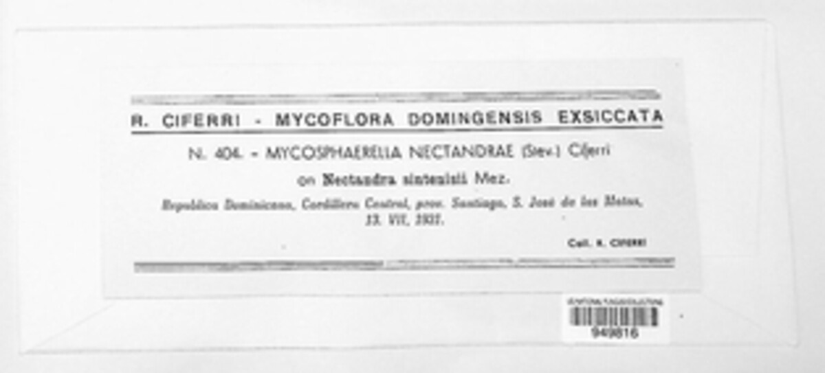 Mycosphaerella nectandrae image